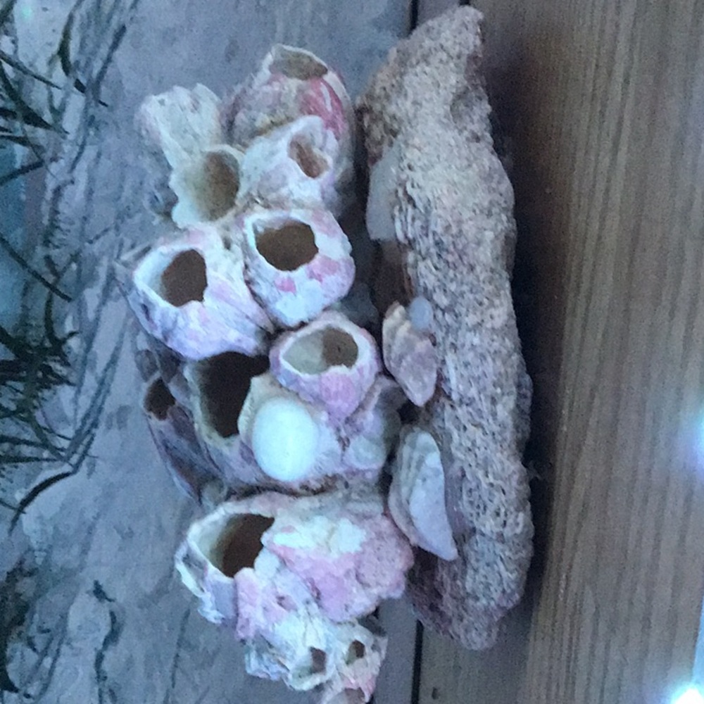 Lavender Coral off Southern Atlantic - Picture 3 of 3